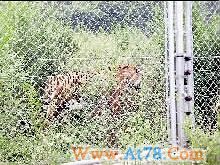 西安老虎吃人动物园已整改检察官建议增设警铃