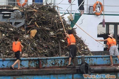 清漂船将打捞上来的漂浮物通过传送带运输到停靠在一旁的拖船上。数名工人手持工具,将“垃圾山”削平,以做到平均储存。