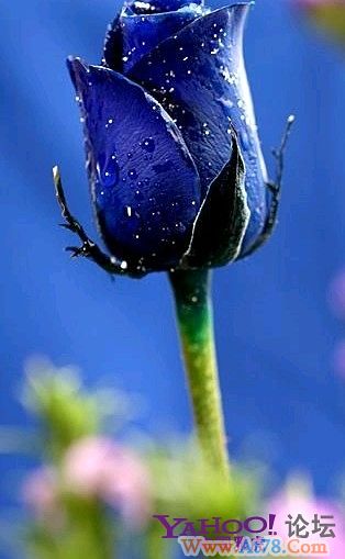 一颗被蛊惑了的心！