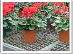 供应苗床网、苗木支架网、花架网片、镀锌丝网、金属板网