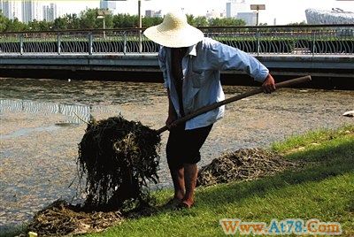 北京奥林匹克公园龙形水系出现大量漂浮物