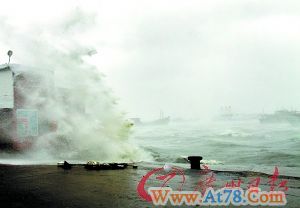 台风致湛江多处广告牌树木被连根拔起(组图)