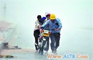 台风致湛江多处广告牌树木被连根拔起(组图)