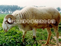 哪种羊肉质好，生长快，饲料报酬高？