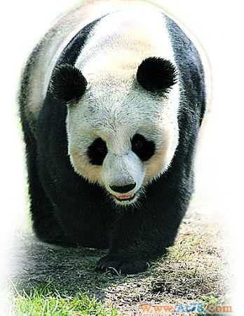 济南动物园死亡大熊猫尸体已解剖死因有望确定