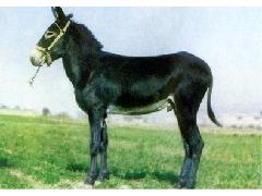 每头驴一年能赚多少钱？现在养驴时机怎么样？