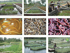 提供黄鳝生态养殖创业培训服务