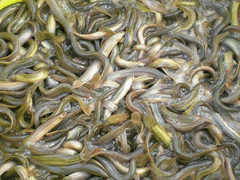 供应大鳞副泥鳅种苗