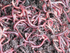 供应大平二号蚯蚓种苗