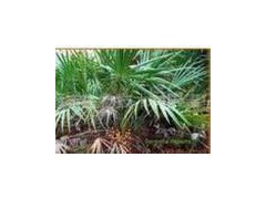 供应锯叶棕提取物（脂肪酸25%，30%，45%）