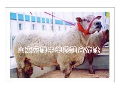 优质肉牛的选择技巧 供应肉牛 西门塔尔牛 夏洛莱牛