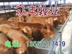 低价出售一批肉牛