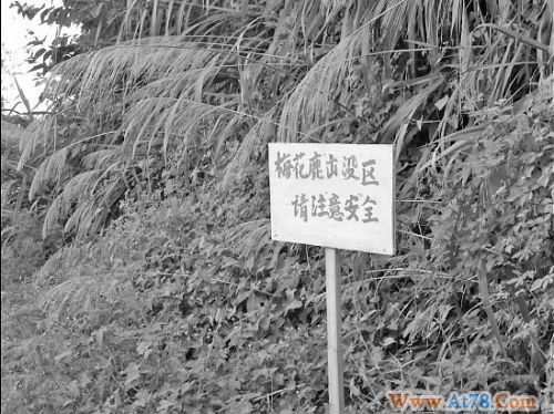 浙江大陈岛数百梅花鹿频繁偷吃庄稼攻击居民