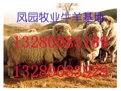甘肃小尾寒羊养殖供求基地甘肃牛羊价格甘肃肉牛育肥基地