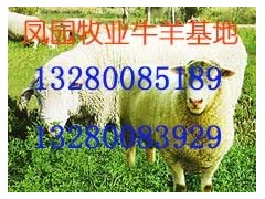 国际小母牛养殖基地小母牛价格小母牛育肥技术凤园牧业