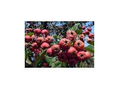 供应山楂提取物