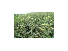 供应5=10公分山桃苗  5-8公分山杏苗