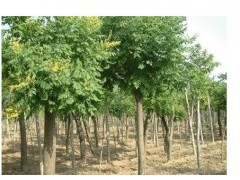 供应国槐 紫穗槐