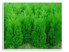 供应1-2.5米侧柏苗