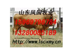 农业养殖信息 畜牧养殖信息 肉牛羊养殖信息 牛羊供求信息