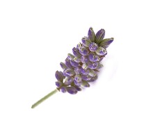 原装进口各类单方精油