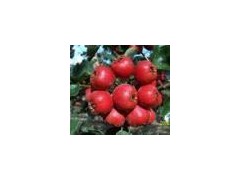 供应大金星山楂 大五楞山楂果
