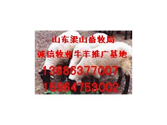 诚信牧业出栏育肥牛商品牛架子牛肉牛供求价格