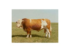 供应鲁西黄牛养殖场黄牛养殖基地 供应鲁西黄牛养殖场黄牛养殖基地