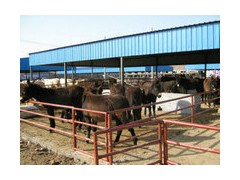 肉牛|肉牛价格|肉牛品种|肉牛养殖基地 肉牛|肉牛价格|肉牛品种|肉牛养殖基地