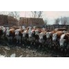 济宁波尔山羊价格品质优，质量保证