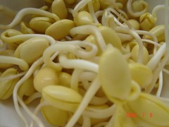 豆芽机|豆芽机厂|好运来豆芽机