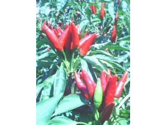 供应 三樱椒 五叶齐 大葱