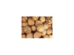 供应核桃 白皮松种子