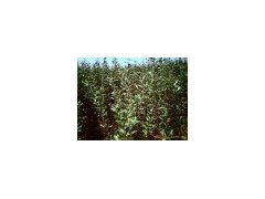 供应侧柏 红叶杨