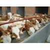 山东浩然牧业供应优质西门塔尔牛