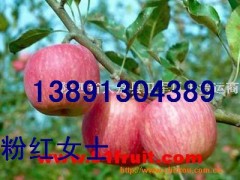 陕西套袋冷库红富士苹果基地，套袋粉红女士苹果产地