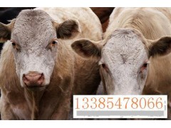 浙江肉牛养殖场肉牛价格行情肉牛养殖技术