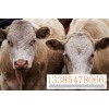 肉牛养殖场肉牛价格行情肉牛养殖效益