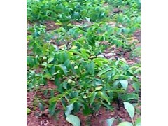 供应核桃苗、山西核桃苗、8518核桃苗、晋龙核桃苗