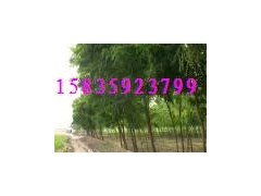 供应刺槐苗、山西刺槐苗、地径1公分刺槐苗