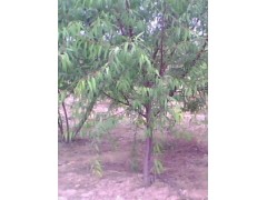 供应桃树实生苗、桃树成品苗、占地桃树、占地杏树