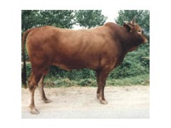 利木赞牛价格 最新利木赞牛价格