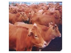 供应福建良种黄牛牛仔,良种山羊 供应福建良种黄牛牛仔,良种山羊