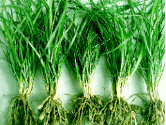 麦冬基地，批发麦冬种苗/中药材麦冬种苗