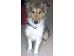 社保及劳动事务代理（生育保险代理）