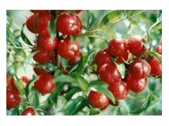 供应钙果苗，50公高钙果苗，山西钙果苗基地