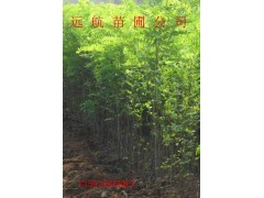 供应0.8地径刺槐苗价格，山西运城刺槐苗基地