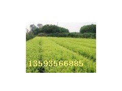 供应刺槐苗，紫穗槐小苗基地，紫穗槐价格