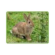 蔡川友[个体经营]