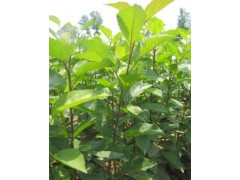 供应苹果苗，苹果实生苗、苹果成品苗、高品质苹果苗